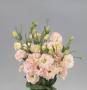 Seminte profesionale EUSTOMA - Lisianthus - imagine 48846